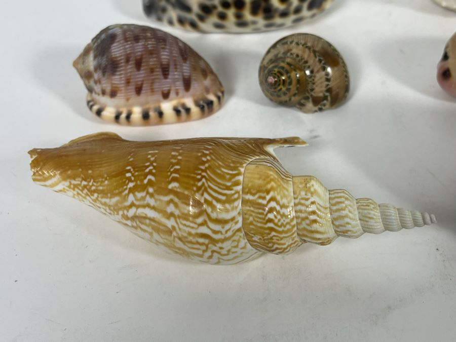 Collection Of Organic Seashells [Photo 8]