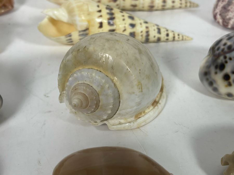 Collection Of Organic Seashells [Photo 13]