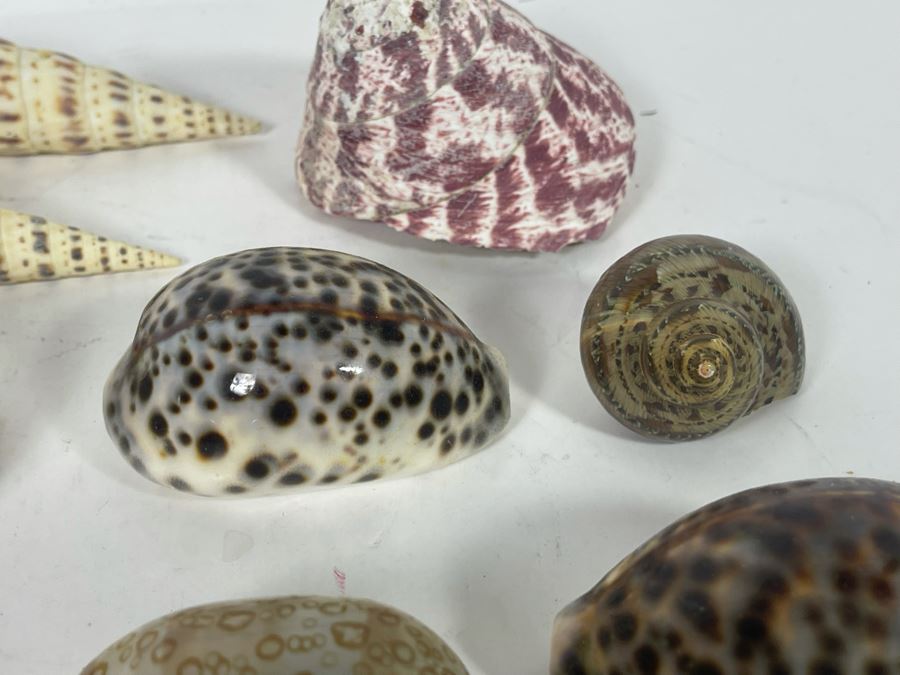 Collection Of Organic Seashells [Photo 16]