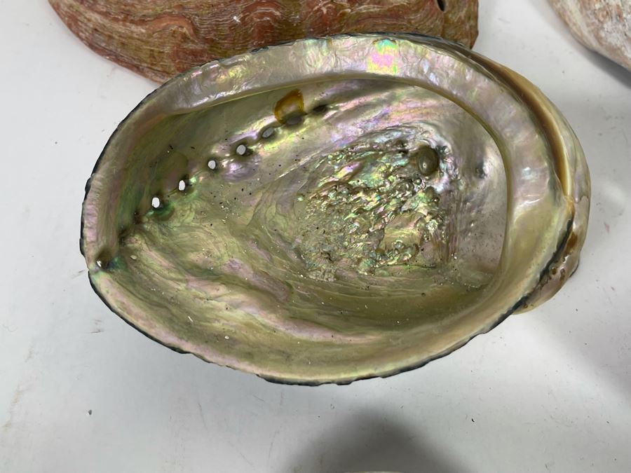 (11) Organic Abalone Shells Of Various Sizes [Photo 16]