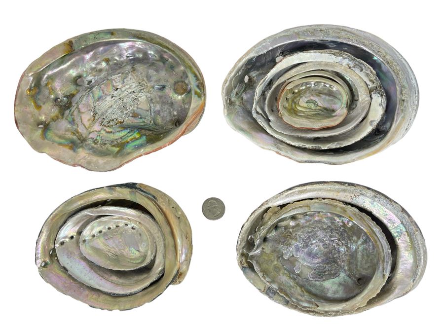(11) Organic Abalone Shells Of Various Sizes [Photo 1]