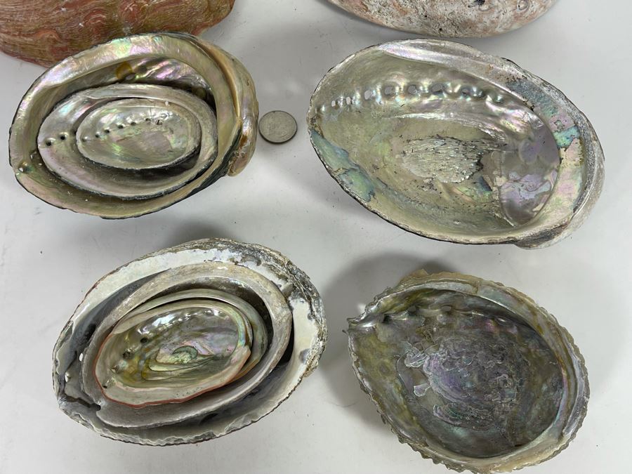 (11) Organic Abalone Shells Of Various Sizes [Photo 11]