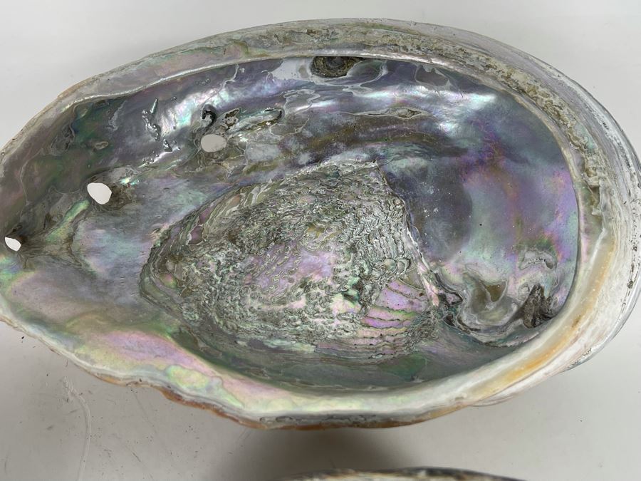 (11) Organic Abalone Shells Of Various Sizes [Photo 9]