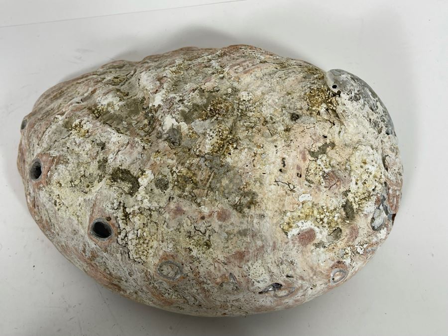 (11) Organic Abalone Shells Of Various Sizes [Photo 10]