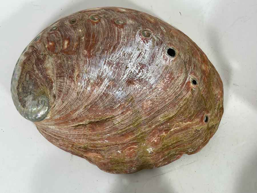 (11) Organic Abalone Shells Of Various Sizes [Photo 7]