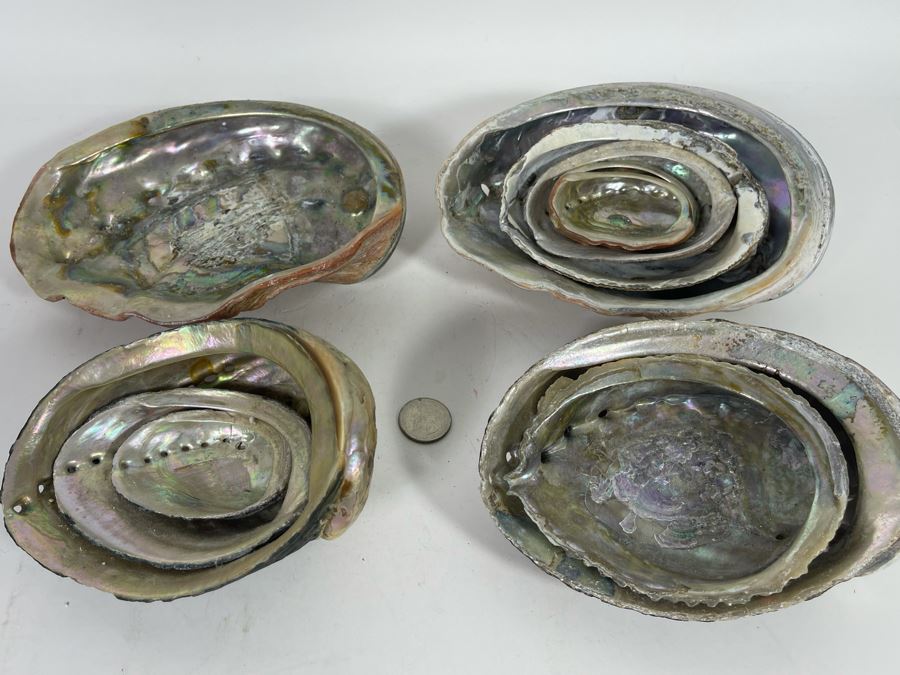 (11) Organic Abalone Shells Of Various Sizes [Photo 4]