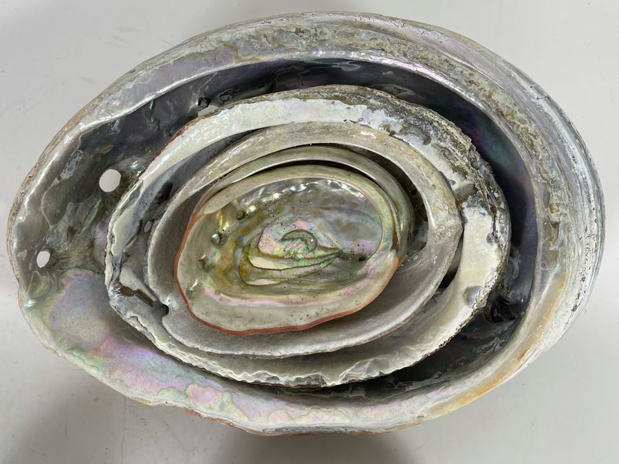 (11) Organic Abalone Shells Of Various Sizes [Photo 8]