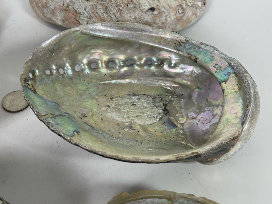 (11) Organic Abalone Shells Of Various Sizes [Photo 12]