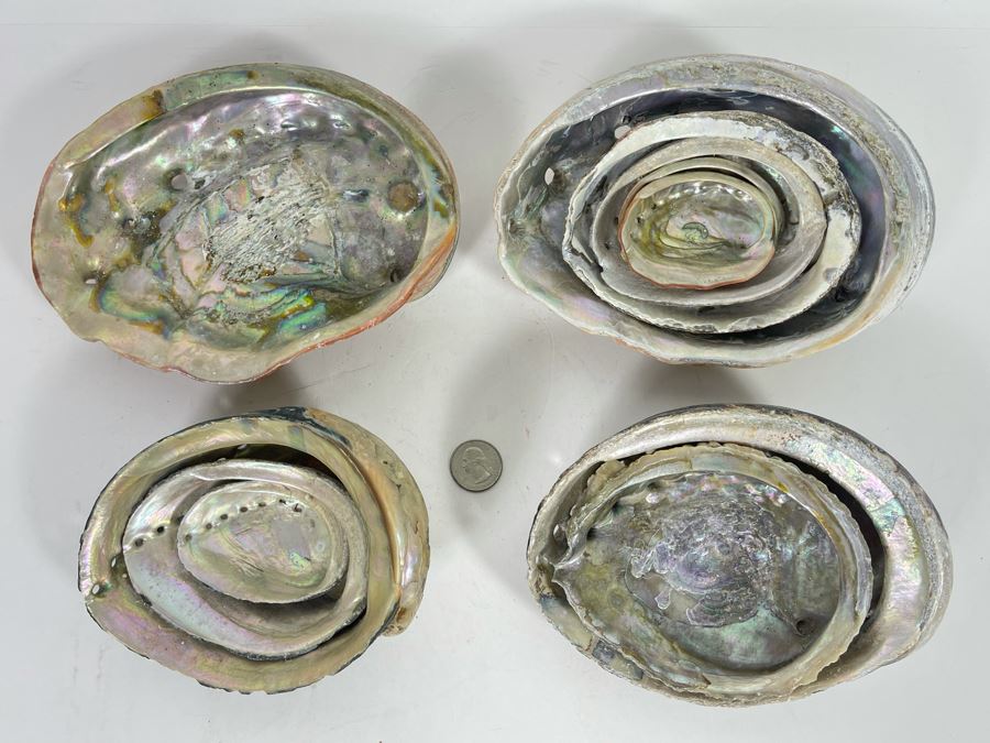 (11) Organic Abalone Shells Of Various Sizes [Photo 2]