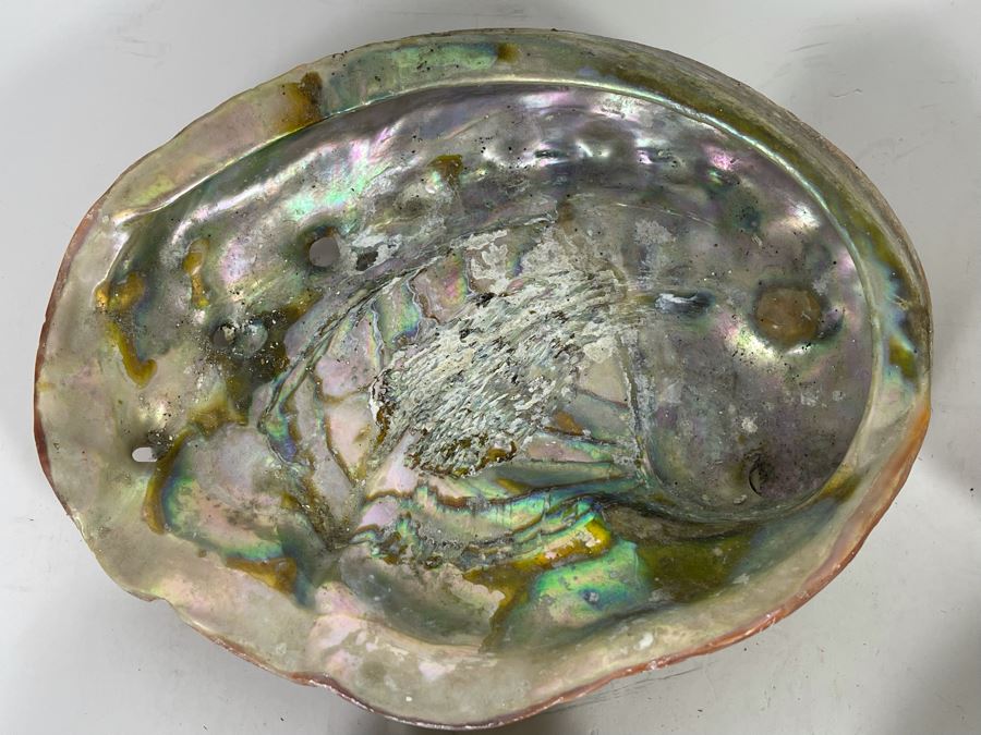 (11) Organic Abalone Shells Of Various Sizes [Photo 5]