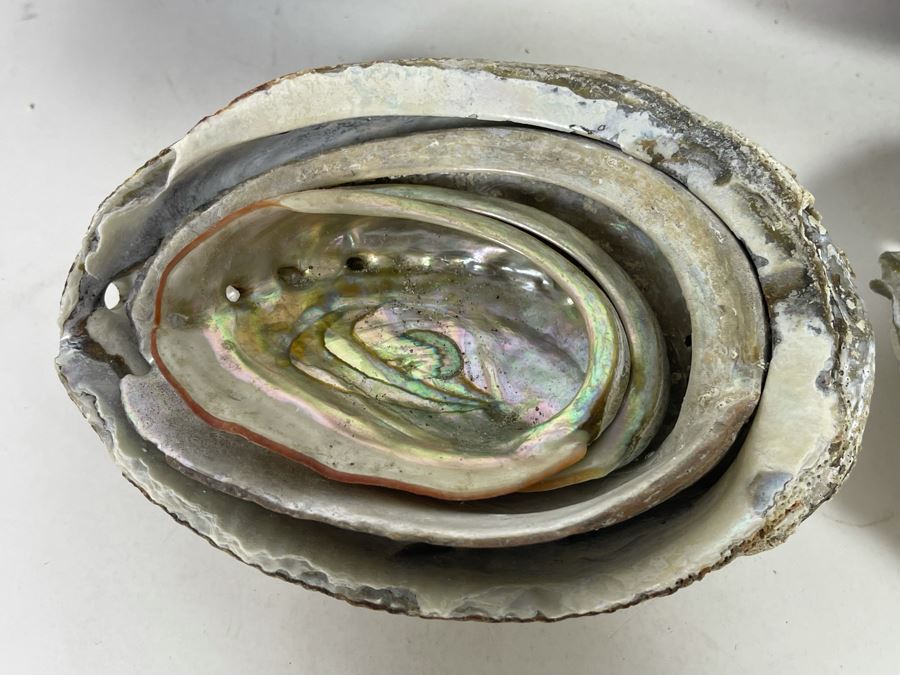 (11) Organic Abalone Shells Of Various Sizes [Photo 14]