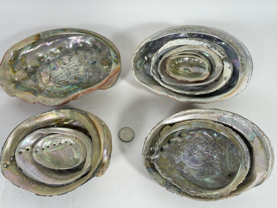 (11) Organic Abalone Shells Of Various Sizes