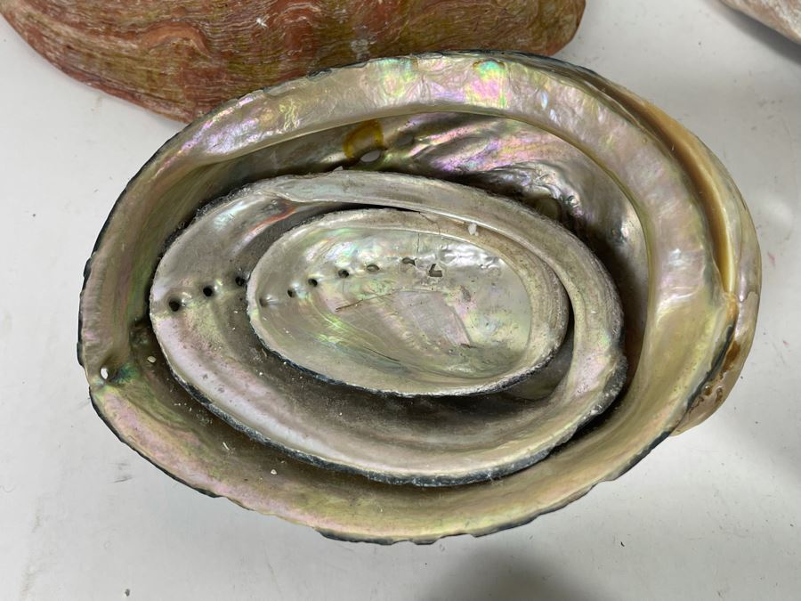 (11) Organic Abalone Shells Of Various Sizes [Photo 15]