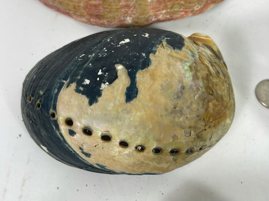 (11) Organic Abalone Shells Of Various Sizes [Photo 17]