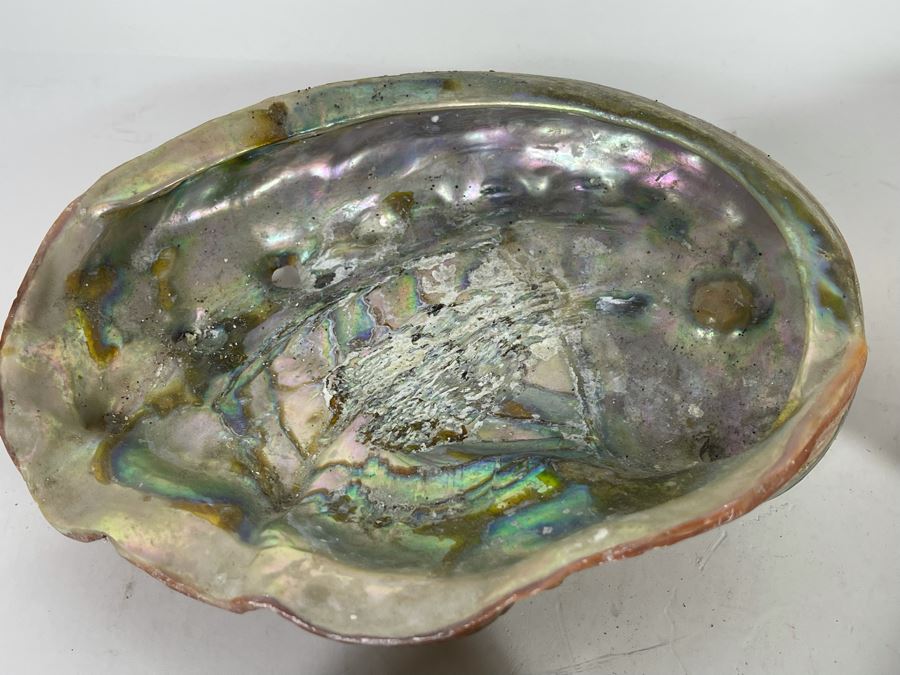 (11) Organic Abalone Shells Of Various Sizes [Photo 6]