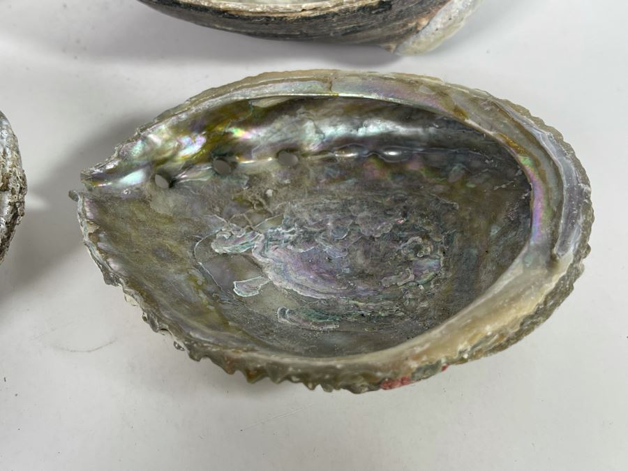 (11) Organic Abalone Shells Of Various Sizes [Photo 13]