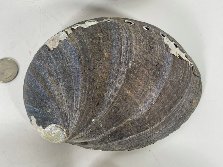 (11) Organic Abalone Shells Of Various Sizes [Photo 18]