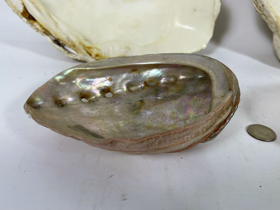 Pair Of Organic Abalone Shells And Clam Shell [Photo 11]
