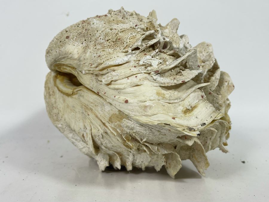 Pair Of Organic Abalone Shells And Clam Shell [Photo 15]