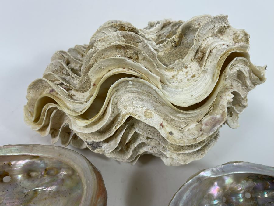 Pair Of Organic Abalone Shells And Clam Shell [Photo 7]