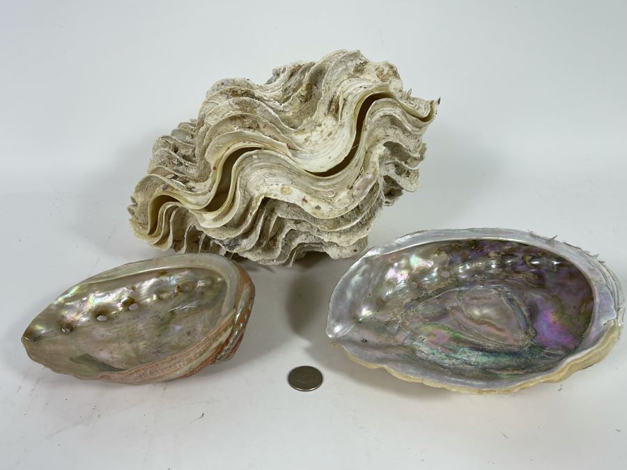 Pair Of Organic Abalone Shells And Clam Shell [Photo 4]