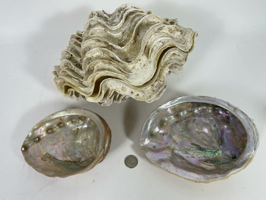 Pair Of Organic Abalone Shells And Clam Shell [Photo 3]