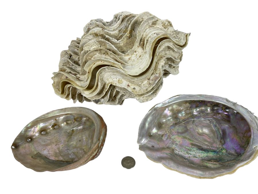 Pair Of Organic Abalone Shells And Clam Shell [Photo 1]
