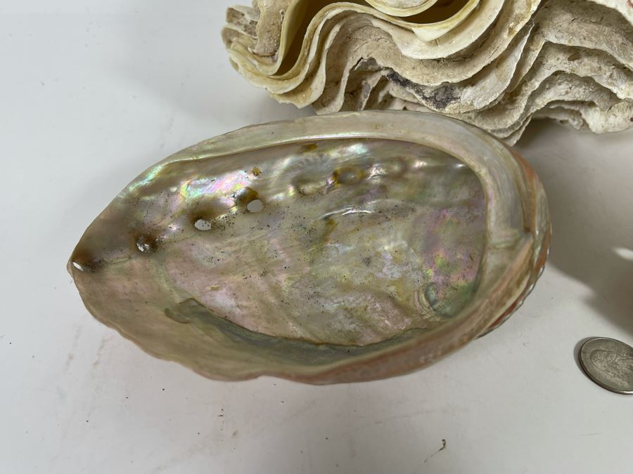 Pair Of Organic Abalone Shells And Clam Shell [Photo 6]