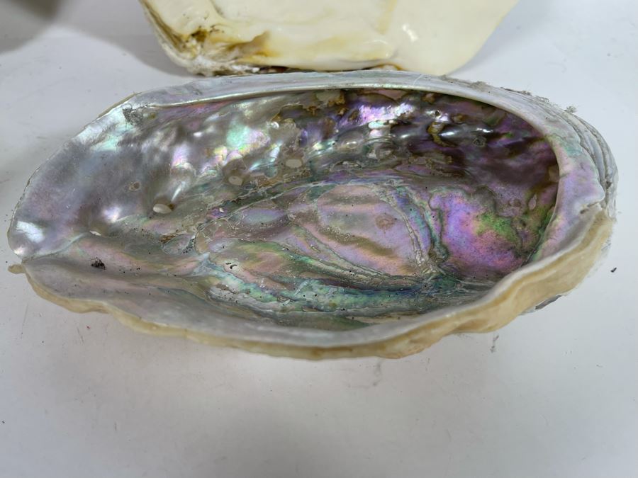 Pair Of Organic Abalone Shells And Clam Shell [Photo 10]