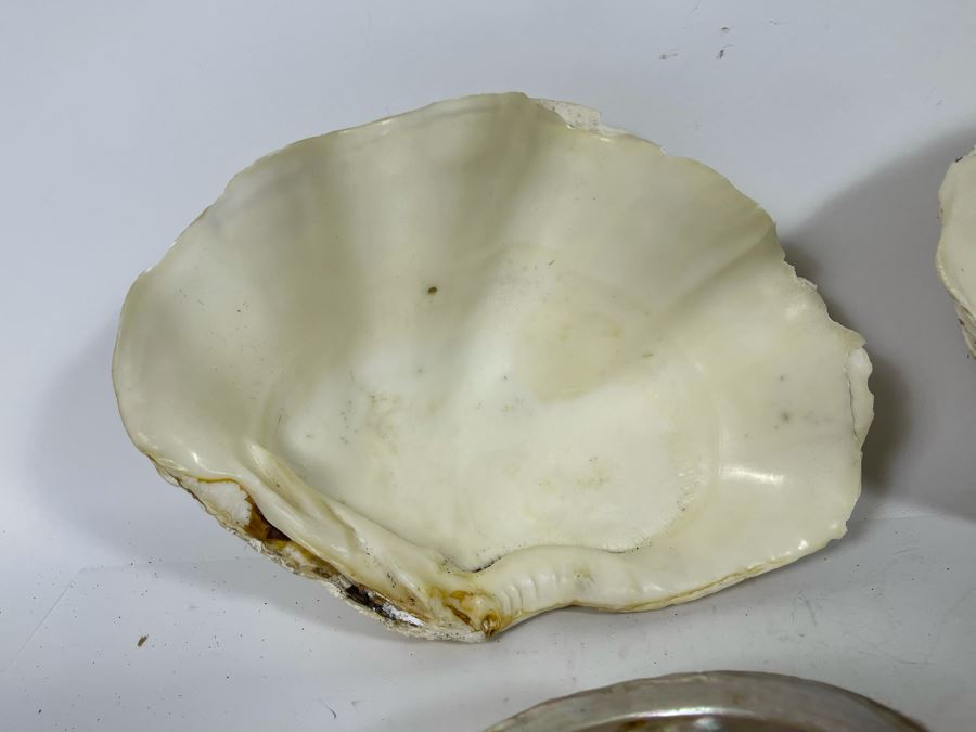 Pair Of Organic Abalone Shells And Clam Shell [Photo 12]