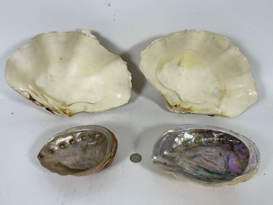 Pair Of Organic Abalone Shells And Clam Shell [Photo 8]