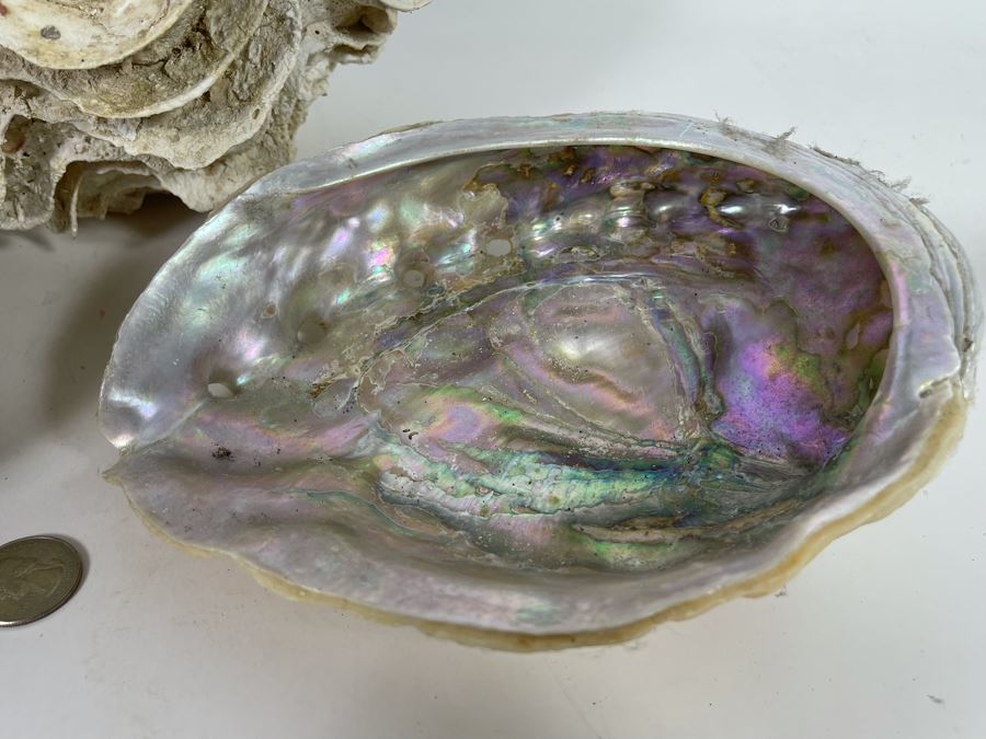 Pair Of Organic Abalone Shells And Clam Shell