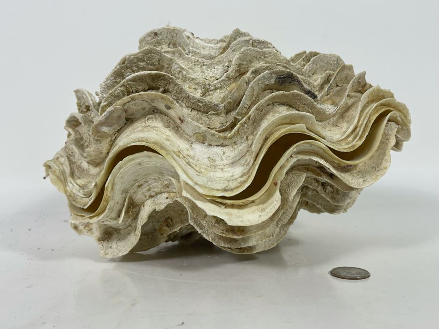 Pair Of Organic Abalone Shells And Clam Shell [Photo 17]