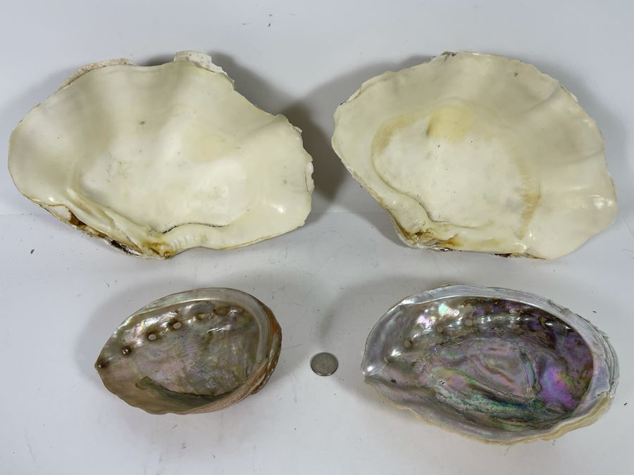 Pair Of Organic Abalone Shells And Clam Shell