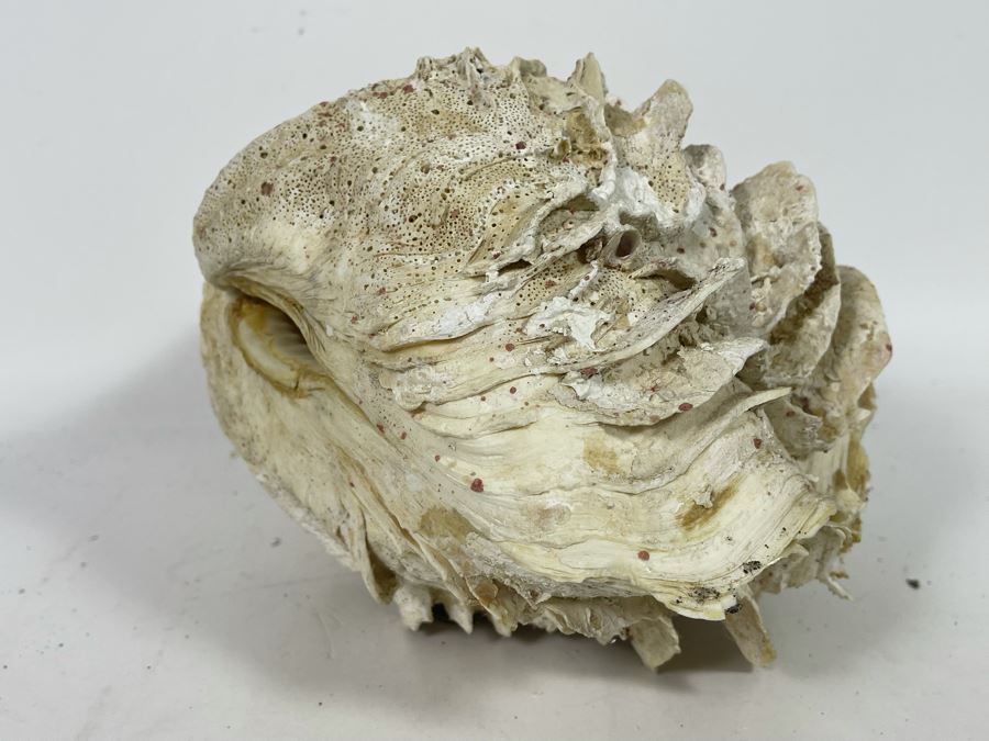 Pair Of Organic Abalone Shells And Clam Shell [Photo 14]