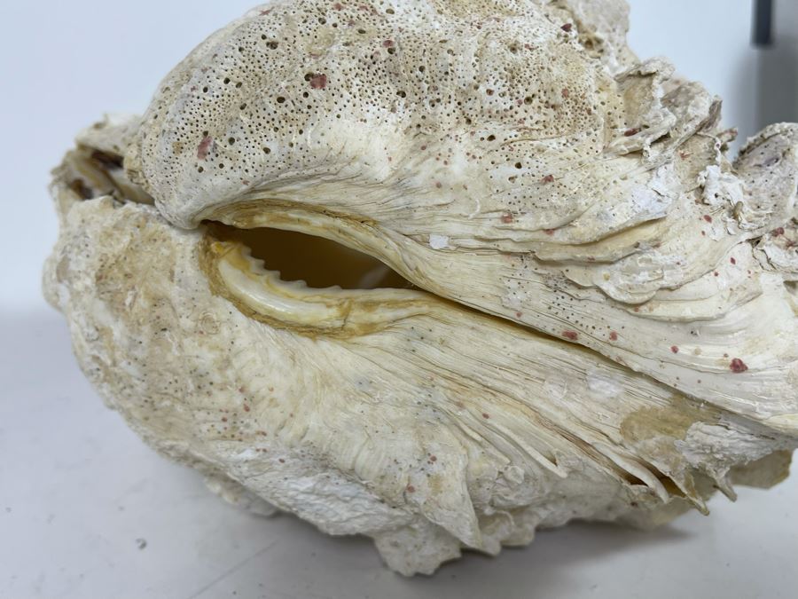 Pair Of Organic Abalone Shells And Clam Shell [Photo 16]