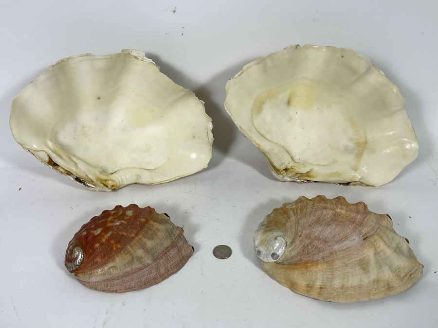 Pair Of Organic Abalone Shells And Clam Shell [Photo 13]