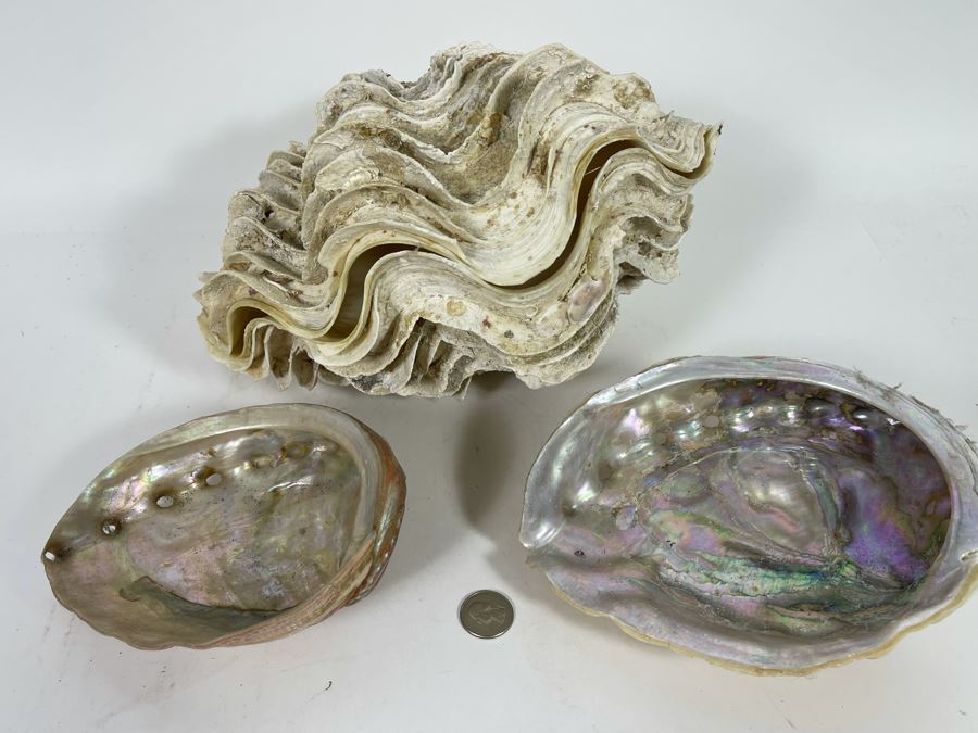 Pair Of Organic Abalone Shells And Clam Shell [Photo 2]