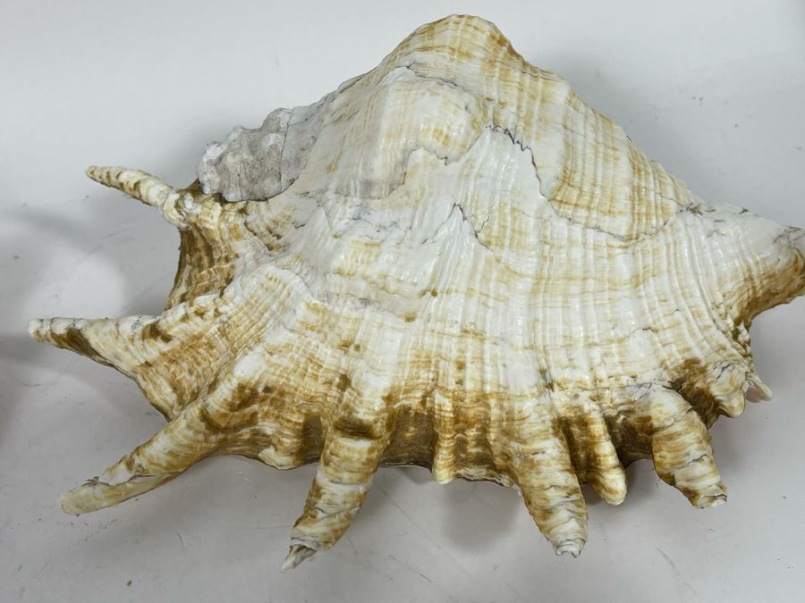 Various Organic Sheashells And Coral Including Conch Shell [Photo 11]