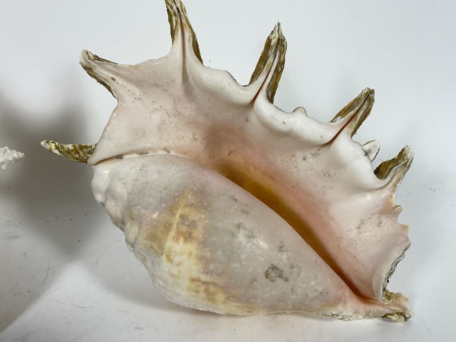 Various Organic Sheashells And Coral Including Conch Shell [Photo 8]