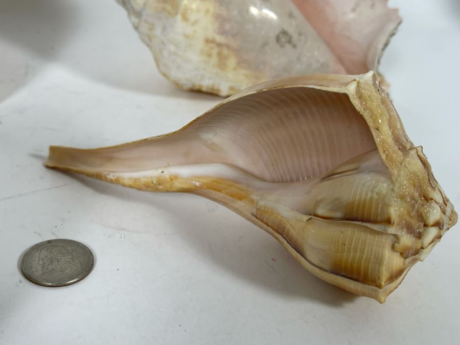 Various Organic Sheashells And Coral Including Conch Shell [Photo 7]