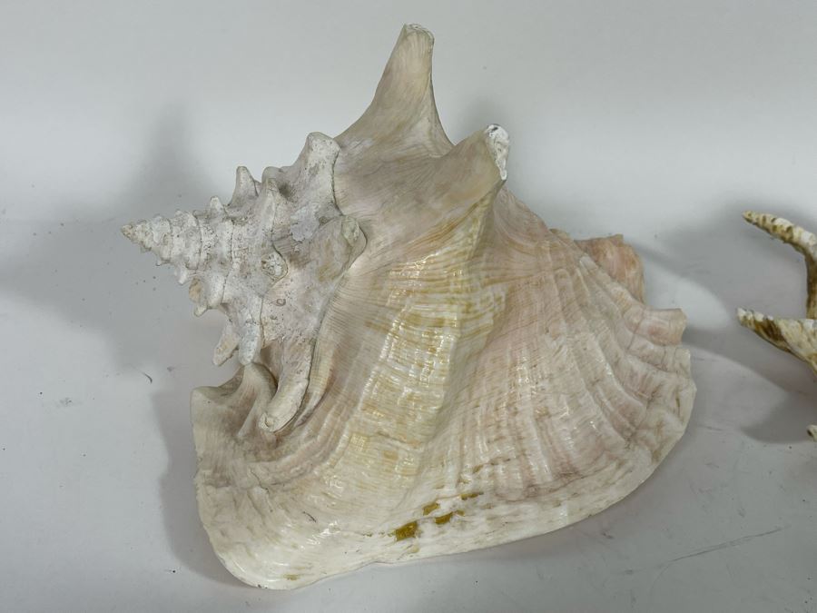 Various Organic Sheashells And Coral Including Conch Shell [Photo 12]