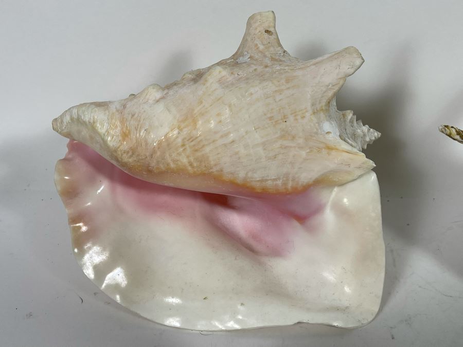 Various Organic Sheashells And Coral Including Conch Shell [Photo 9]