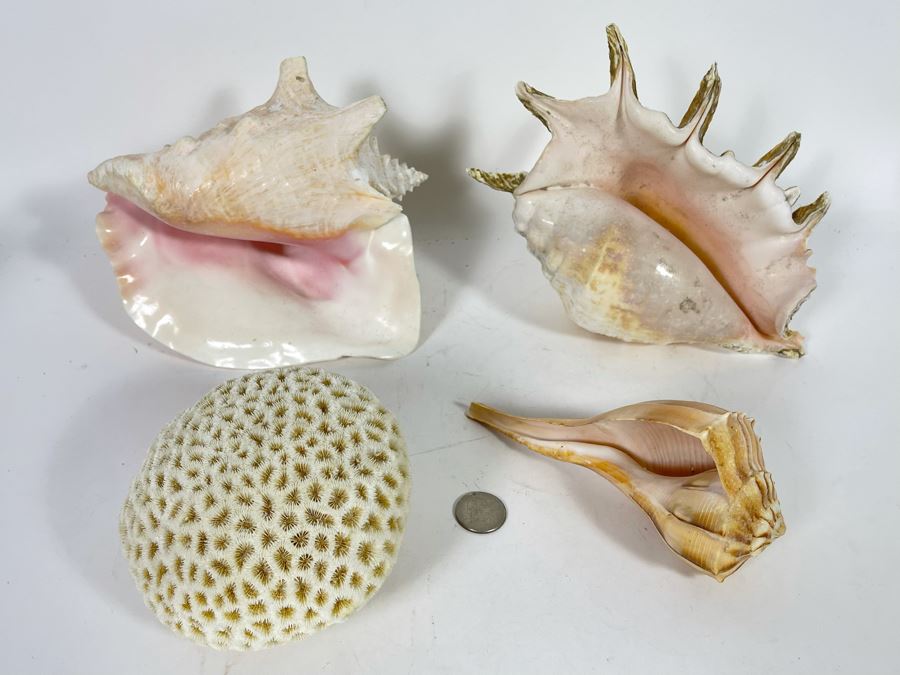Various Organic Sheashells And Coral Including Conch Shell [Photo 5]