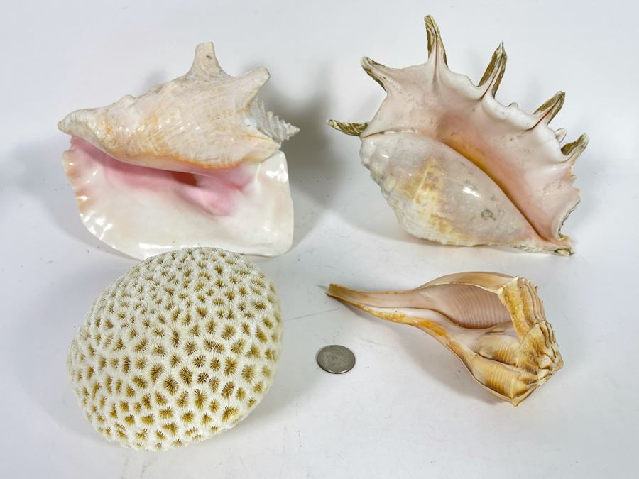 Various Organic Sheashells And Coral Including Conch Shell [Photo 2]