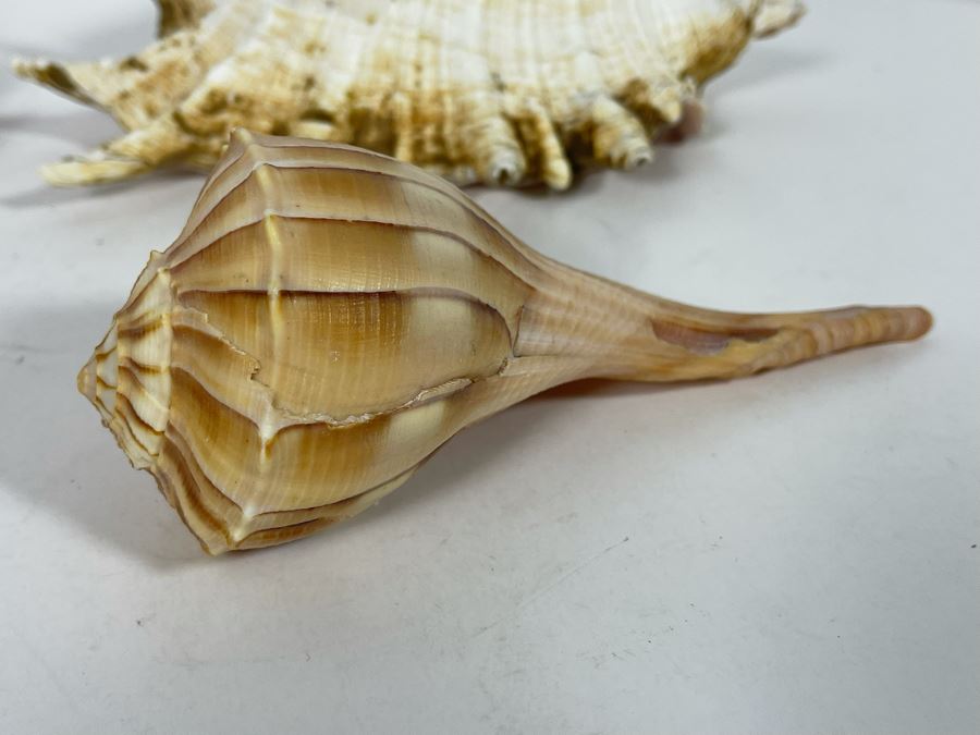 Various Organic Sheashells And Coral Including Conch Shell [Photo 10]