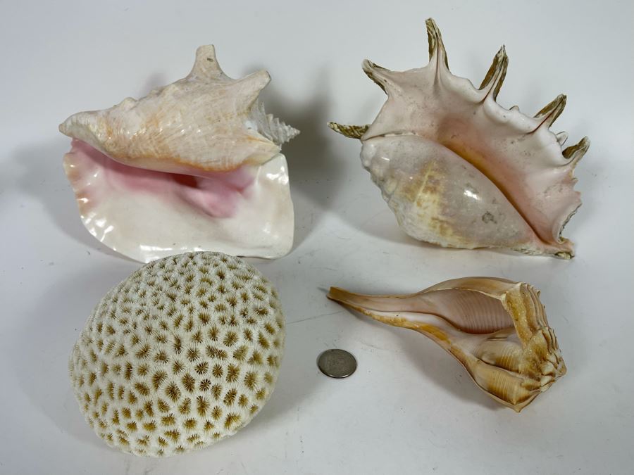 Various Organic Sheashells And Coral Including Conch Shell [Photo 3]