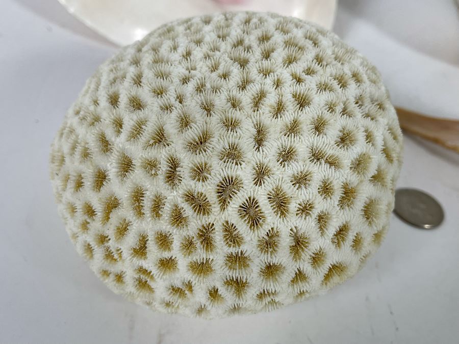 Various Organic Sheashells And Coral Including Conch Shell [Photo 6]