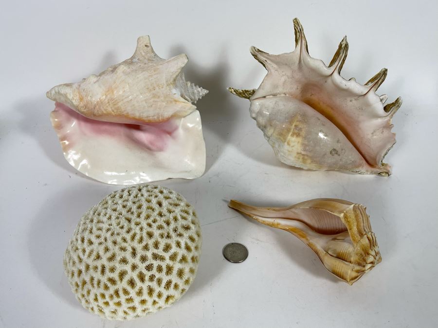 Various Organic Sheashells And Coral Including Conch Shell [Photo 4]