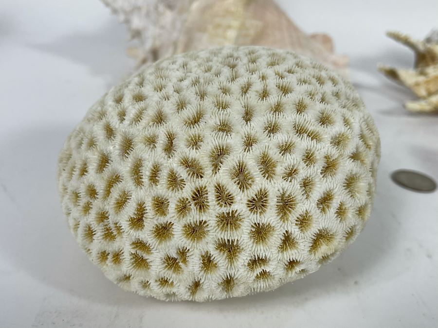 Various Organic Sheashells And Coral Including Conch Shell [Photo 13]